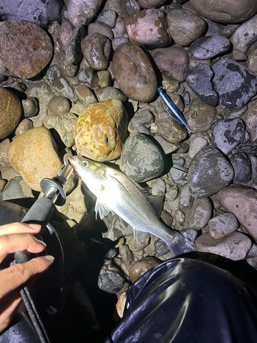 セイゴ（ヒラスズキ）の釣果