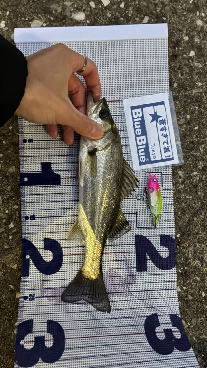 SHIMANO 20エクスセンス MB S96ML-6の最安値・インプレ・釣果 | 本音の