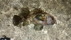 オウゴンムラソイの釣果