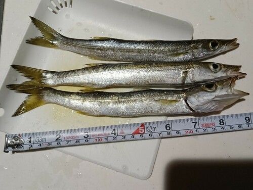 カマスの釣果