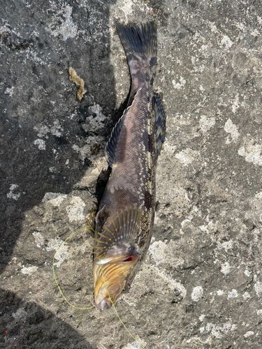 アイナメの釣果