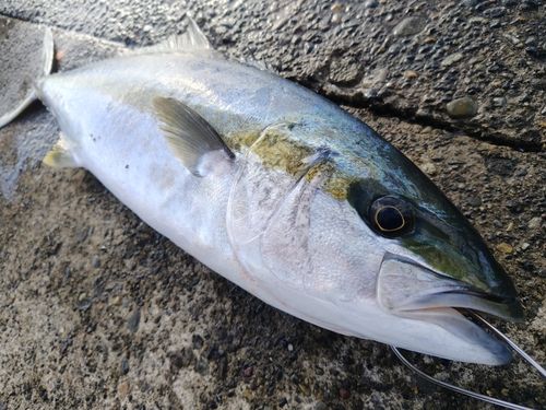 ヒラマサの釣果