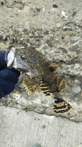 カジカの釣果