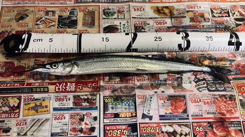 サヨリの釣果