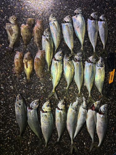 アジの釣果