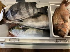 ヒラマサの釣果