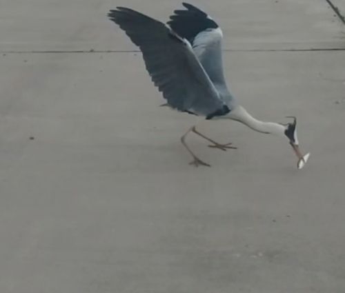 サッパの釣果
