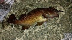 エゾメバルの釣果