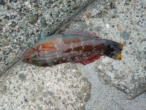 ベラの釣果
