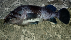 キツネメバルの釣果