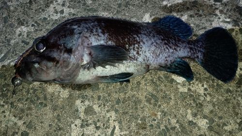 キツネメバルの釣果