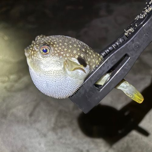 クサフグの釣果