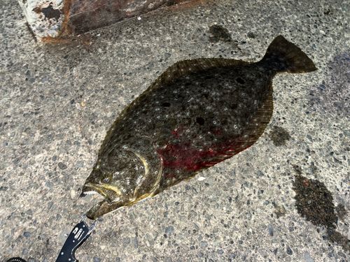 ヒラメの釣果