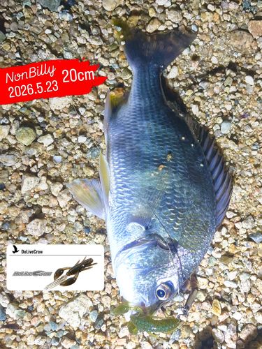 キビレの釣果