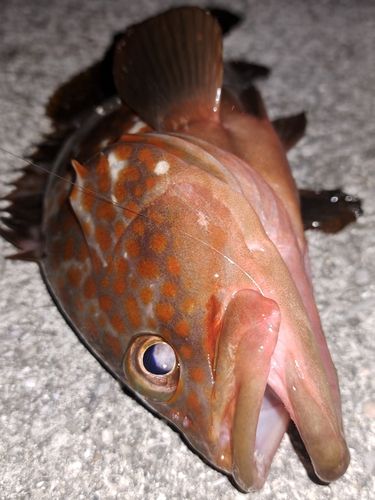 キジハタの釣果