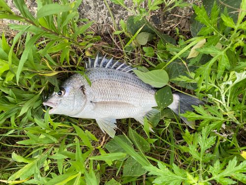 キチヌの釣果