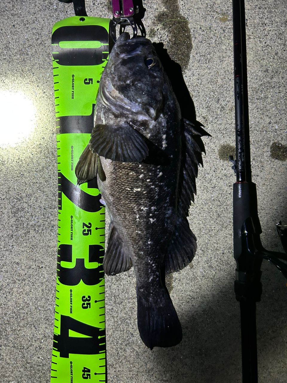 DAIWA 22HRF® (ハードロックフィッシュ) 79M・Qの最安値・インプレ