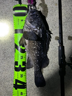 クロソイの釣果