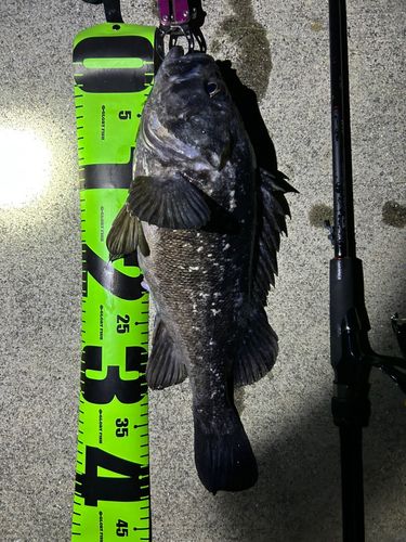 クロソイの釣果