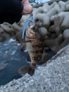 シマフグの釣果