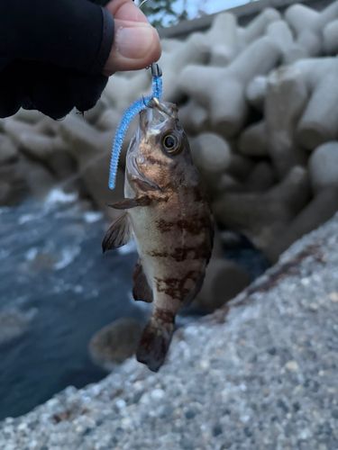 シマフグの釣果