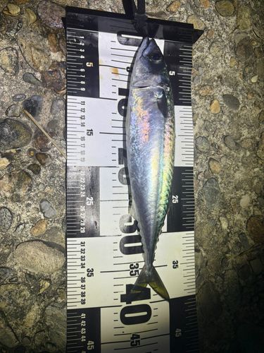 サバの釣果