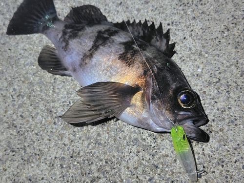 メバルの釣果