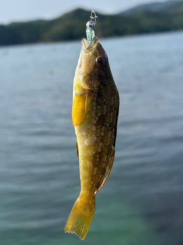 アイナメの釣果