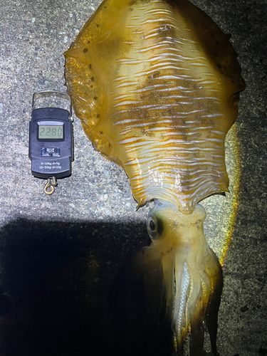 アオリイカの釣果