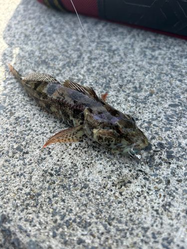 アナハゼの釣果