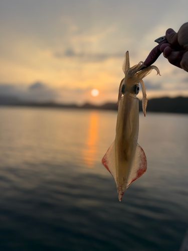 ケンサキイカの釣果