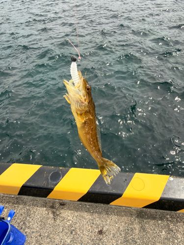 アナハゼの釣果