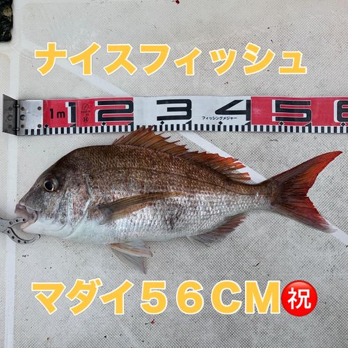 マダイの釣果