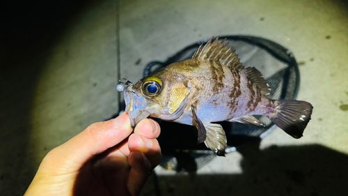 クロメバルの釣果