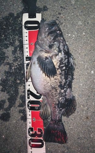 ソイの釣果