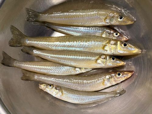 シロギスの釣果
