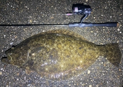 ヒラメの釣果