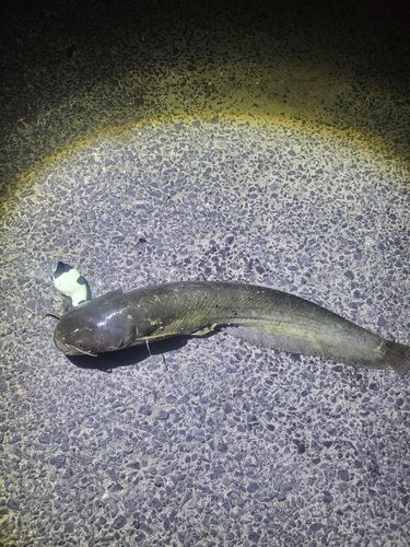 ナマズの釣果