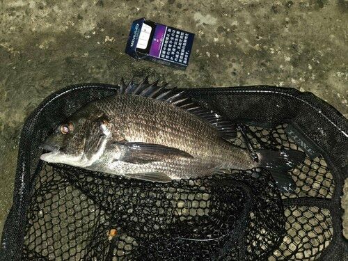 チヌの釣果