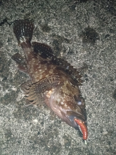 カサゴの釣果