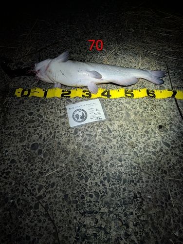 アメリカナマズの釣果