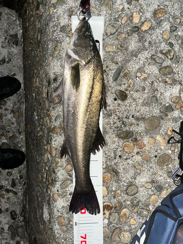 シーバスの釣果