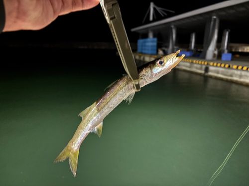カマスの釣果