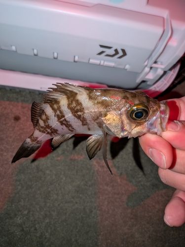 メバルの釣果