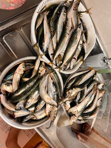 イワシの釣果