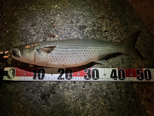 ボラの釣果