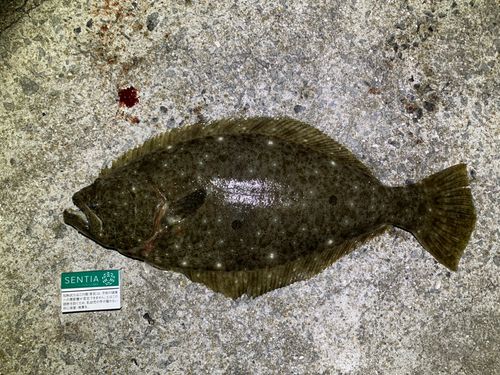 ヒラメの釣果