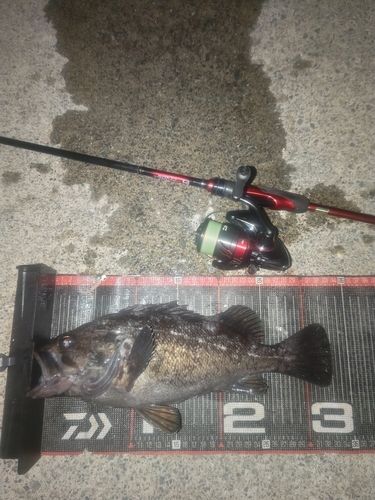 クロソイの釣果