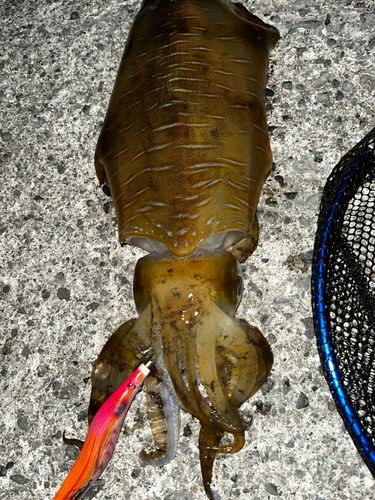 アオリイカの釣果