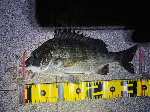 チヌの釣果